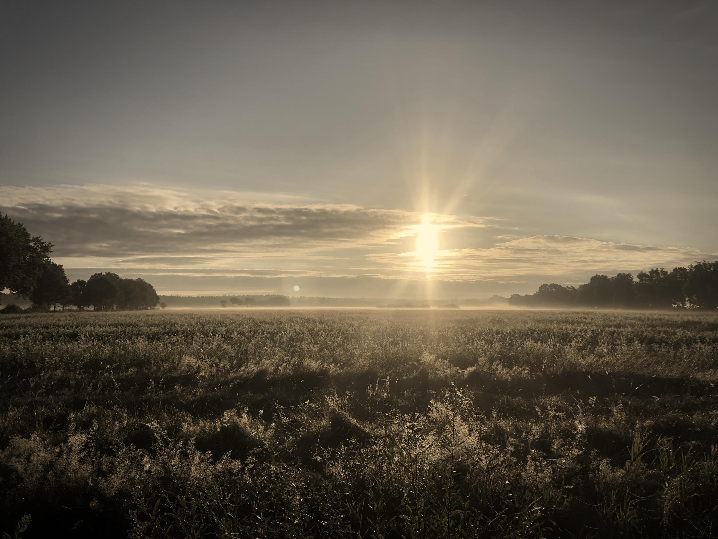 Morgennebel über den Wiesen