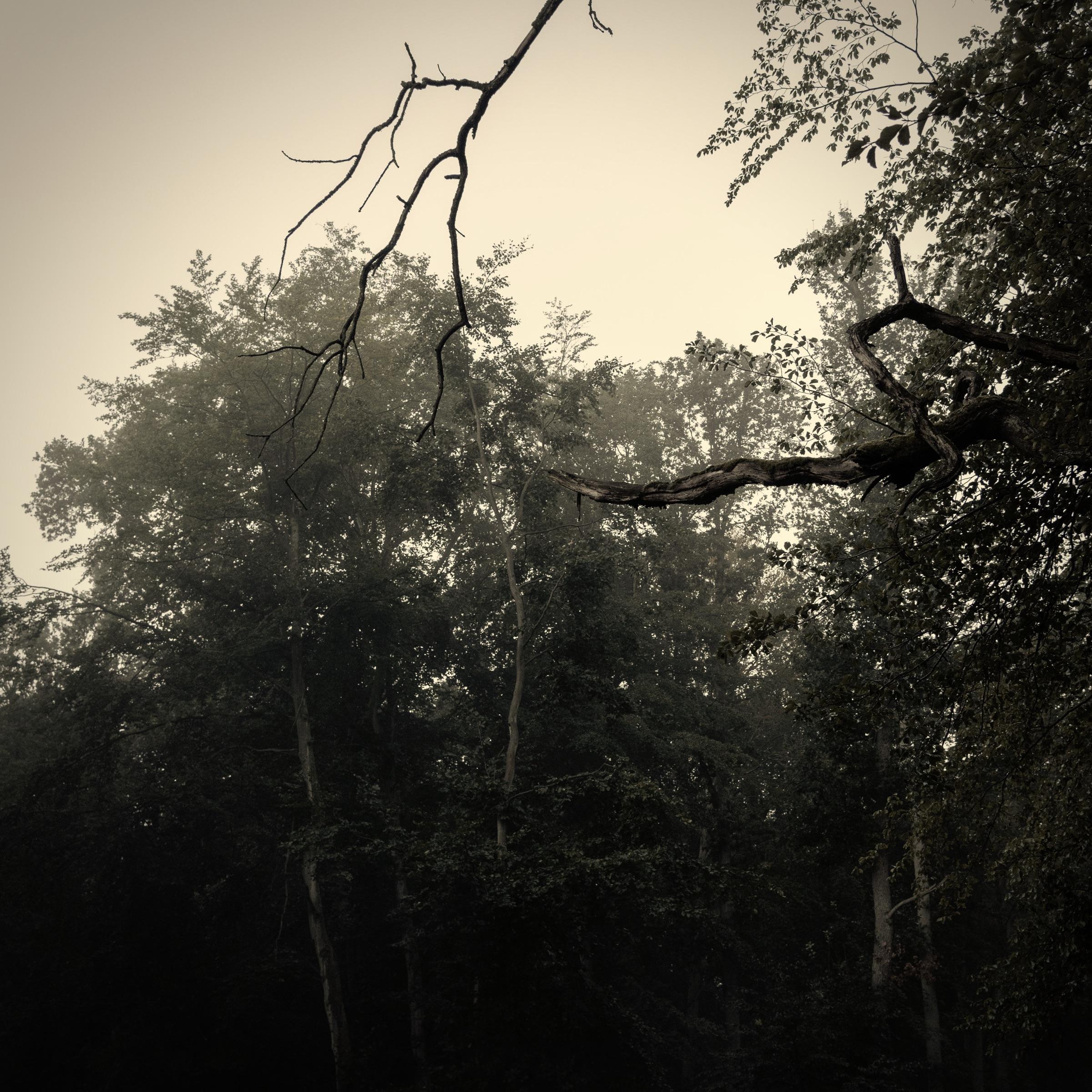 Nebelwald am Morgen