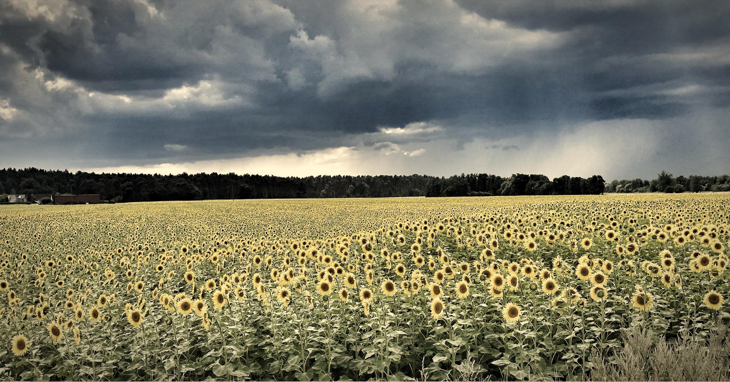 Sonnenblumen am Jagdhof